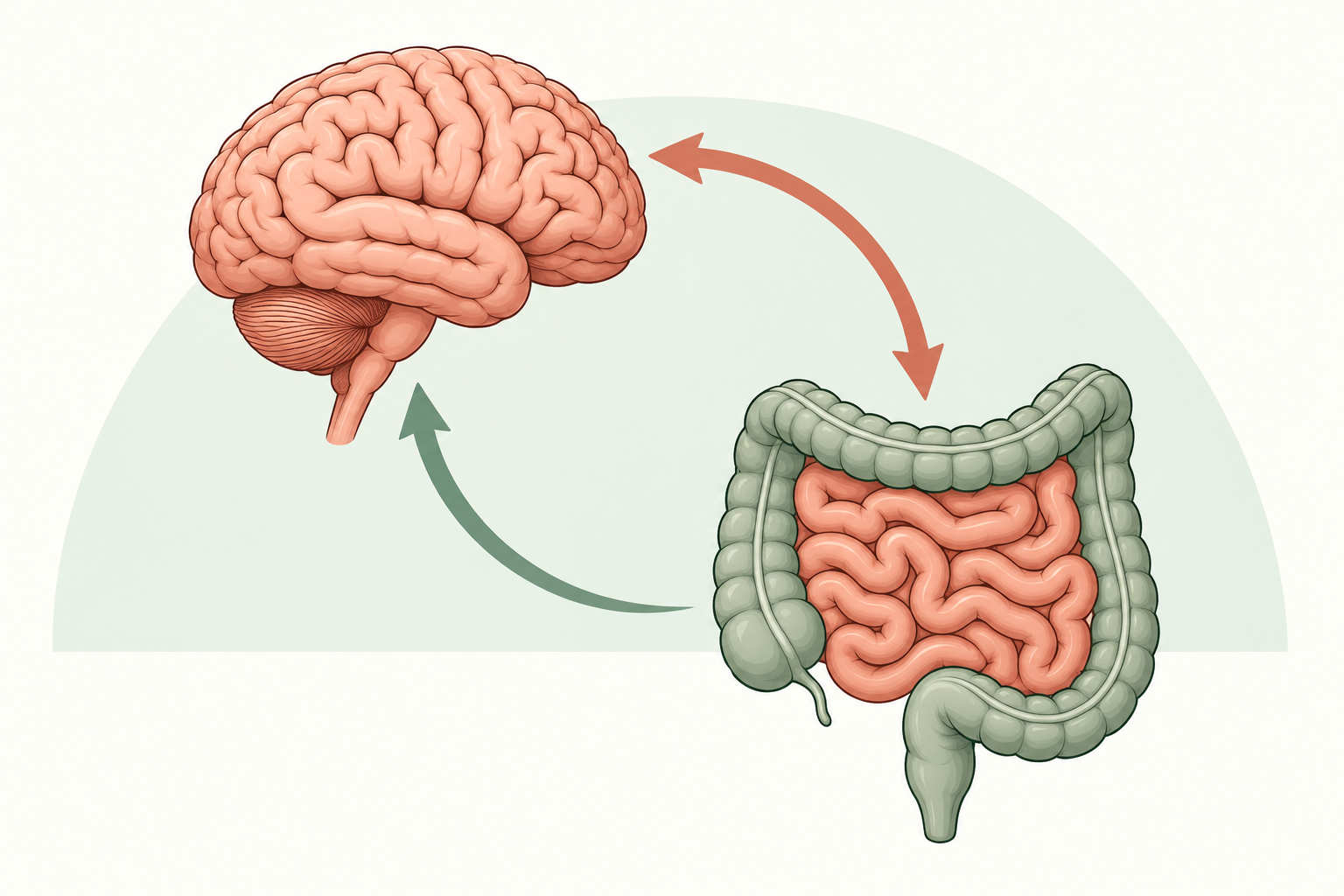 Cerebro e intestino conectados por dos flechas que representan su comunicación en ambos sentidos.
